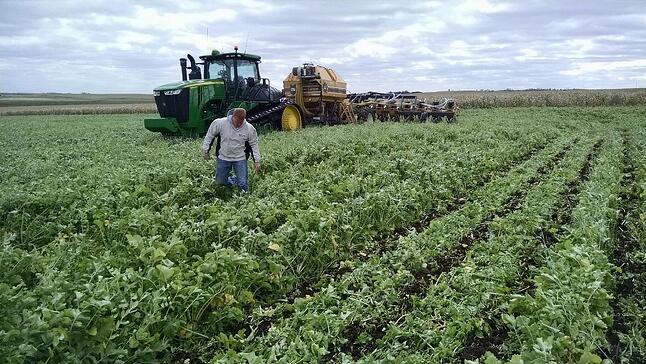 cover_crop_in_NE.jpg