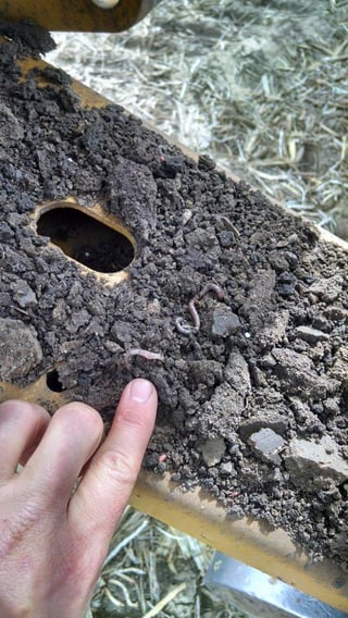 Earthworms on SoilWarrior Row Units