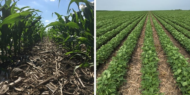 Legler Strip Till Crops Iowa