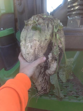 Ryberg_Farms_Sugar_Beet.jpg