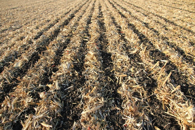 Ryberg_Farm_Strip_Till_Zones.jpg