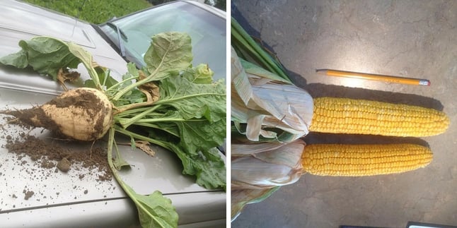 SKS Farm strip-till sugar beets and corn in late summer