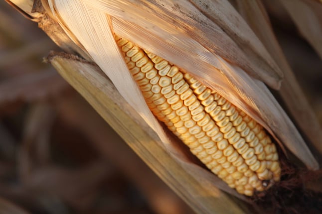 strip-till corn with SoilWarrior