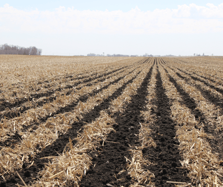 Corn strip till