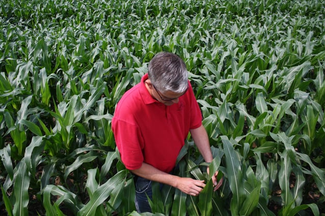 Ed_Inspects_corn_crop