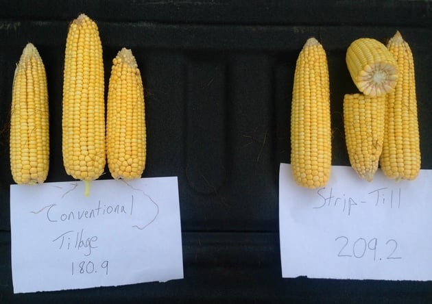 Plains Grains & Agronomy Test Yeilds using Ears of Corn