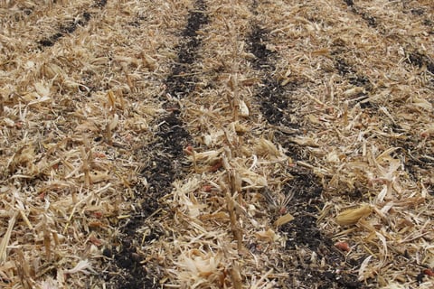Strip-Tillage in the Fall or Spring