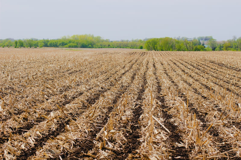 Strip-Tillage in the Fall or Spring