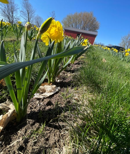 Danielle Thomas, Dani's Daffodils