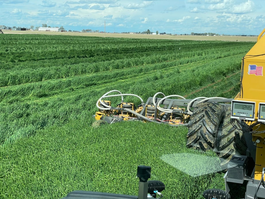 Kraft Cover Crop, Kraft Family Dairies, Fort Morgan, Co