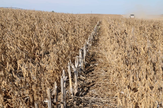 corn stalk residue in strip-till soybeans
