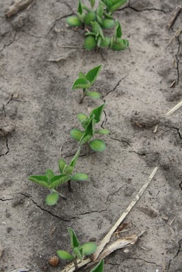 hegland_strip_till_soybeans