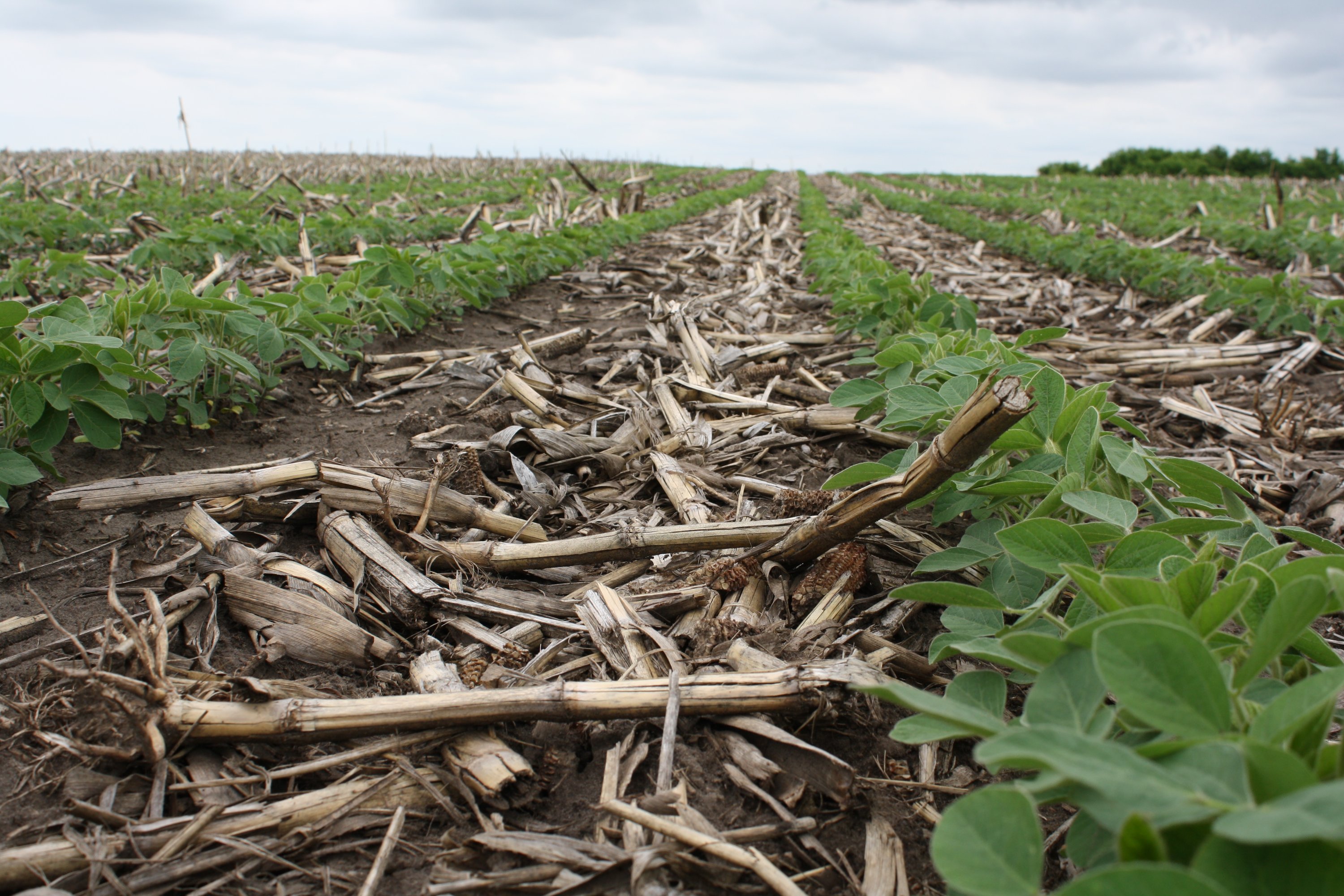 Soybeans in corn residue
