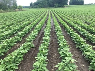 Strip-Tilled Edible Bean Field