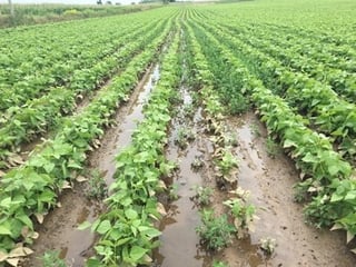 Moldboard Plowed Edible Bean Field