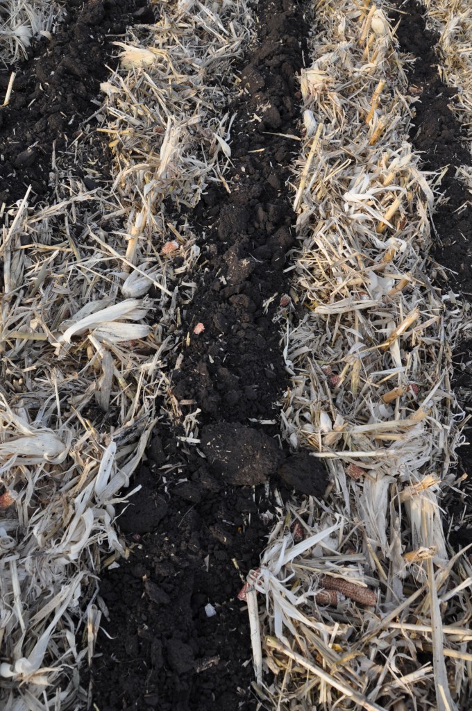 Post SoilWarriorN tilling